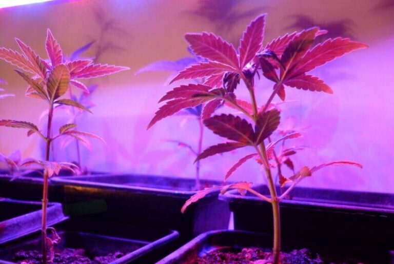 How to grow cannabis scaled e1709738389744
